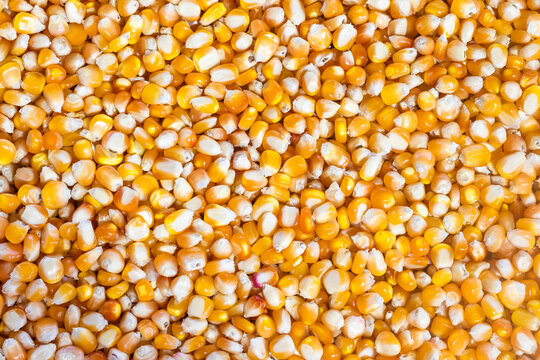 Maíz en Granos